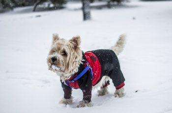 Les avantages d’un manteau pour chien
