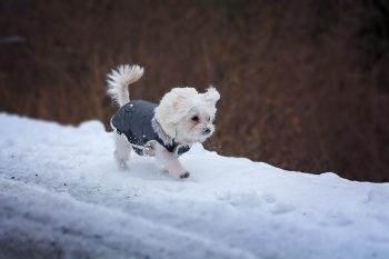 Offrir un cadeau à son chien : un manteau